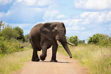 Fototapeta na wymiar African elephant walking in the savannah