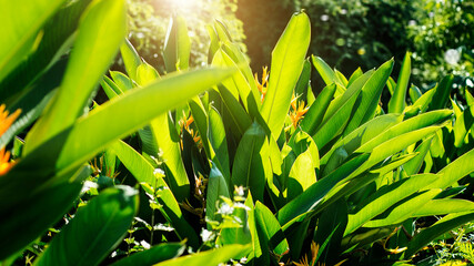 Colorful flower and leaf with sunlight on summer tropical foliage nature background