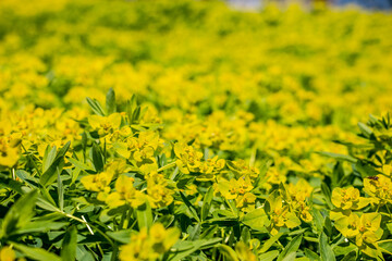風景素材　ノウルシの群生　琵琶湖畔