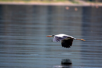 風景素材　湖面を滑空する青鷺