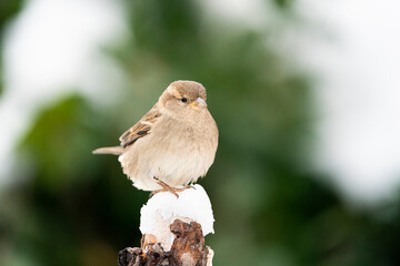 House sparrow (Passer domesticus)