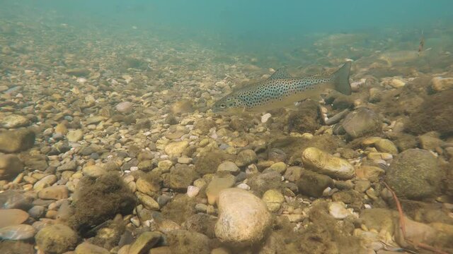 Underwater footage of swimming Trout. Live in the river habitat Brown trout (Salmo trutta morpha fario). Underwater mountain creek, nature light.