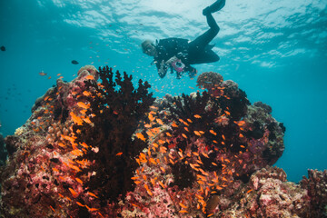 Coral reef and scuba diving scene underwater,  scuba diver enjoys colorful reef and tropical fish in clear blue water