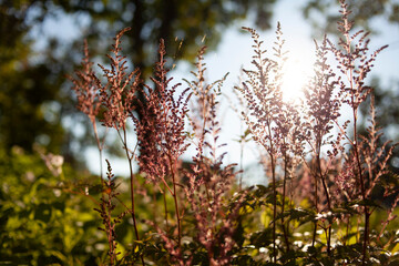 Amaranth in sunlight. Blooming plants.