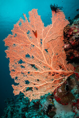 Coral reef and scuba diving scene underwater,  colorful reef and tropical fish in clear blue water