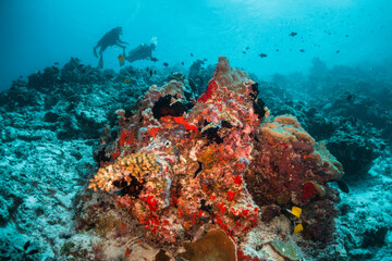 Naklejka na ściany i meble Coral reef and scuba diving scene underwater, divers enjoying colorful reef and tropical fish in clear blue water