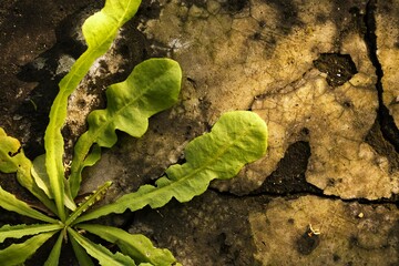 Tree leaf grow on floor, background texture, 