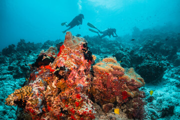 Fototapeta na wymiar Coral reef and scuba diving scene underwater, divers enjoying colorful reef and tropical fish in clear blue water