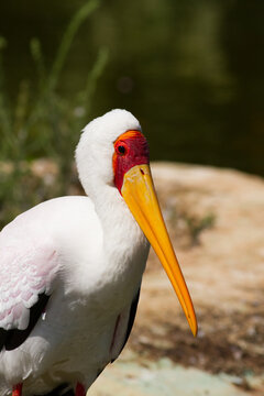 Portrait of a Yellow-billed Stork (Mycteria ibis)