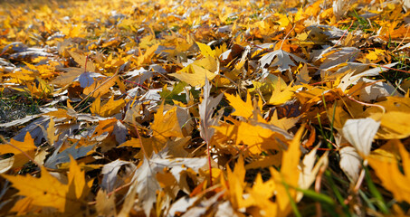 late autumn yellow red foliage on green grass