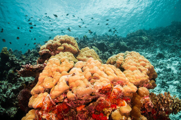 Fototapeta premium Coral reef and scuba diving scene underwater, colorful reef and tropical fish in clear blue water