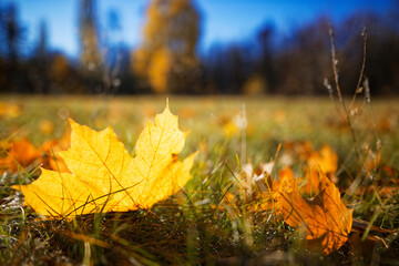 late autumn yellow red foliage on green grass