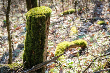 Tronc recouvert de mousse verte