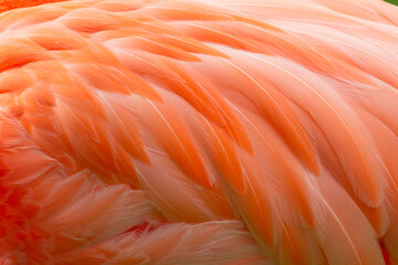 Flamingo feathers close up