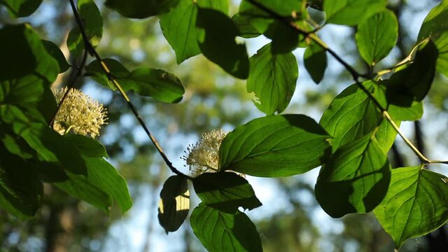 The flowers of Cornus sanguinea, the common dogwood or bloody dogwood