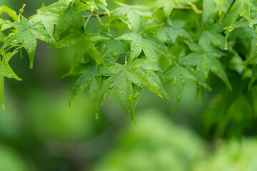 Fototapeta premium 雨に濡れた青もみじ