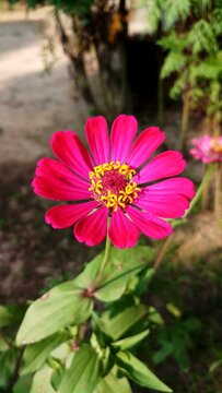 Bright pink color common zinnia flower garden sunny day 