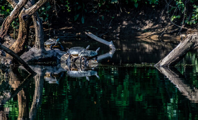 turtles