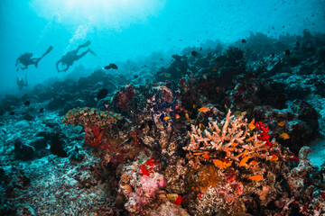 Coral reef and scuba diving scene underwater,  colorful reef and tropical fish in clear blue water