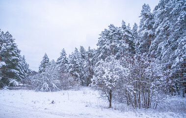 snow covered trees