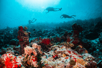 Coral reef and scuba diving scene underwater,  divers enjoying colorful reef and tropical fish in clear blue water