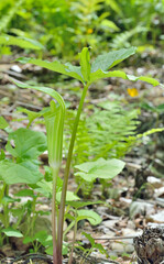 Blooming plant dragon-root (Arisaema amurensis)