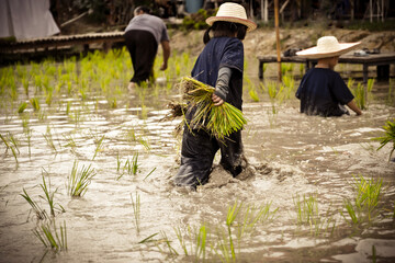 Behind the muddy Asian kid enjoys planting rice in the field farm for learning how the rice growing...