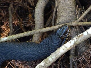 North America, United States, Florida, snakes