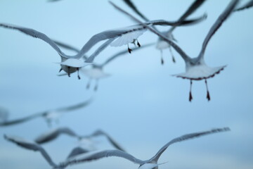 Many seagulls against a gray sky