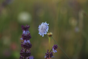 Small purple flower on a background of greenery