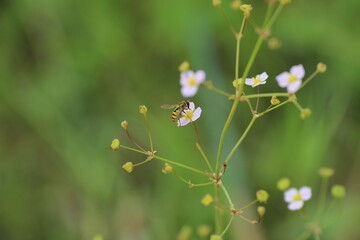 Bee on a small pink flower with thin stems