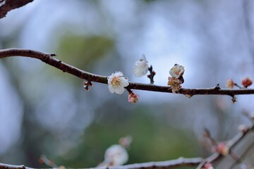 Plum blossoms blooming in winter.
