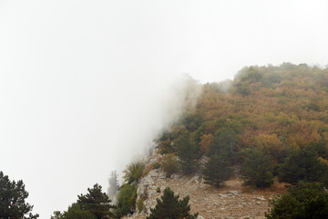 Fototapeta na wymiar cliff covered with forest and heavy fog