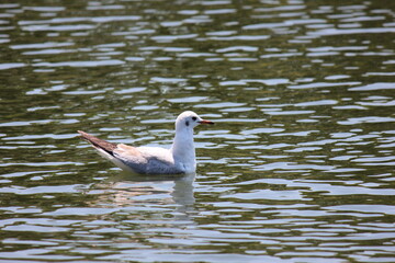 ゆりかもめ　清澄庭園　　　江東区の清州庭園は、岩崎弥太郎によって造られた泉水、築山、枯山水を主体にした「回遊式林泉庭園」。後に東京市(当時）に寄贈され、公園として公開されている。中央に造られた池(泉）には、濃いなどの肴が泳ぎ、また、多くの水鳥が集う、風光明媚な日本庭園である。