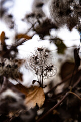 Beautiful macro shots of Austrian flowers during winter