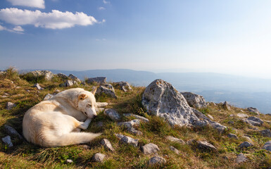 White dog sleeping on the top of the Rtanj mountain, &Scaron;iljak, Serbia