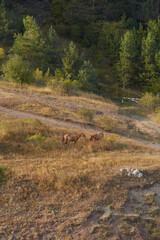 wild horses on the edge of a spruce forest eating grass