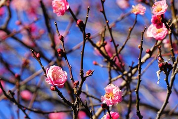ピンク色の八重の梅の花