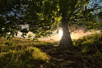 a tree with a lush crown and roots against the background of the setting sun