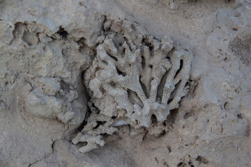 Beautiful stones texture from natural material. The dried and petrified coral on the rock against...