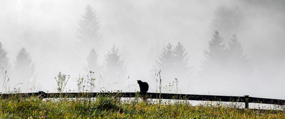Silhouette katze auf einem Holzzaun vor einer Nebelwand, aus der leicht ein Nadelwald...