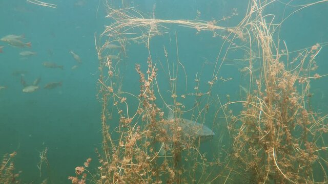 Underwater footage of Grass carp (Ctenopharyngodon idella). Underwater footage in the lake. Diving in fresh water. Fish swimming uderwater. Grasskarpfen