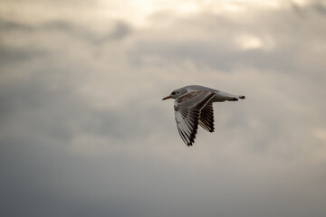 Goéland en vol par une matinée nuageuse en Italie