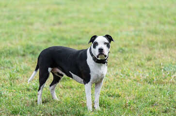 Beautiful American Pitbull terrier in the park