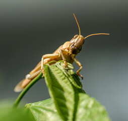 migratory locust (Locusta migratoria) on vegetation © Petr