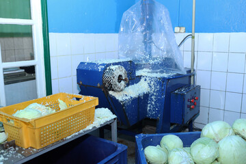 mechanical shredding of cabbage in a production workshop