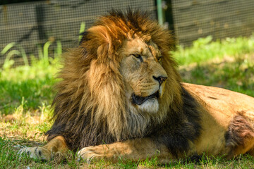 adult male of barbary lion (Panthera leo leo) portrait