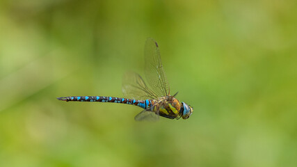 dragonfly migrant hawker (Aeshna mixta) in flight