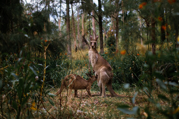 Mom feeding joey kangaroo