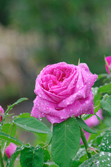 雨に濡れたバラ